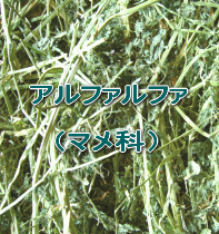 アルファルファ
